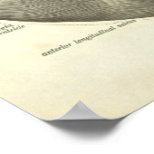 ヴィンテージヒト解剖学プリントハート ポスター (角)