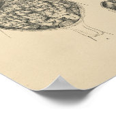 ヴィンテージヒト解剖学1880プリント ポスター (角)