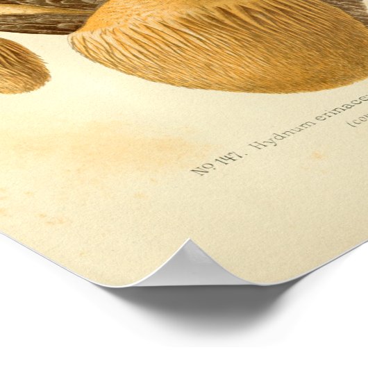 ヴィンテージヒドナムブラウンマッシュルームアートプリント フランスの ポスター (角)