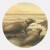 ヴィンテージヒョウ海、野生動物によるアザラシ ラウンドシール (正面)