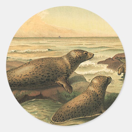 ヴィンテージヒョウ海、野生動物によるアザラシ ラウンドシール (正面)