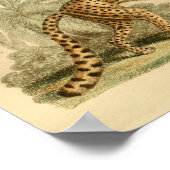 ヴィンテージヒョウ自然史大きな猫プリント ポスター (角)