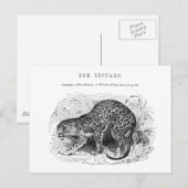 ヴィンテージヒョウ野生動物イラストレーション ポストカード (正面/裏面)