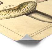 ヴィンテージビクトリアンのキノコ芸術 ポスター (角)