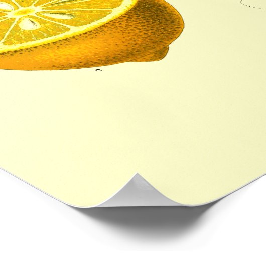 ヴィンテージビクトリアンエラレモンボタニカルイラストレーション ポスター (角)