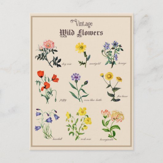 ヴィンテージビクトリアン野生の花フローラ ポストカード (正面)