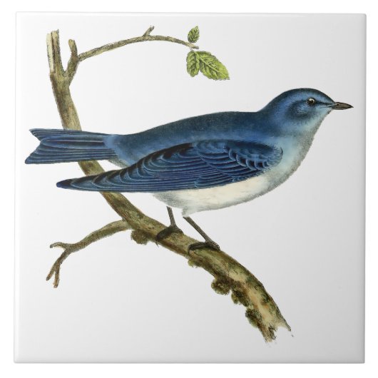 ヴィンテージビクトリアン1825年ブルーバードアート タイル (正面)