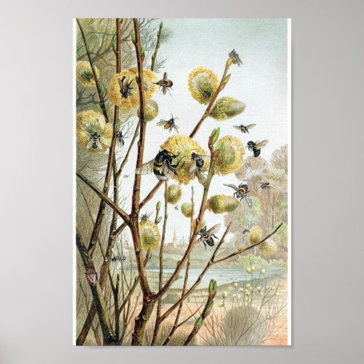 ヴィンテージビーイラストレーション ポスター (正面)