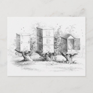 ヴィンテージビーボックスハチミツ ポストカード