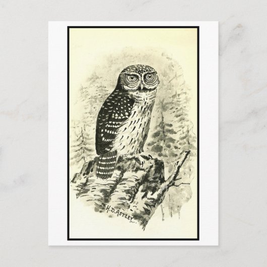 ヴィンテージピギーフクロウイラストレーション ポストカード (正面)