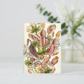 ヴィンテージピッチャー植物 ポストカード (スタンド正面)