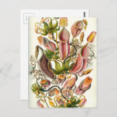 ヴィンテージピッチャー植物 ポストカード (正面/裏面)