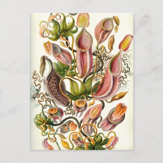 ヴィンテージピッチャー植物 ポストカード (正面)