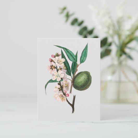 ヴィンテージピンクのアーモンドの花プルーンイラストレーション ポストカード (スタンド正面)