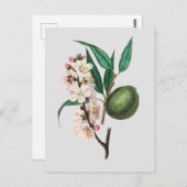 ヴィンテージピンクのアーモンドの花プルーンイラストレーション ポストカード (正面/裏面)