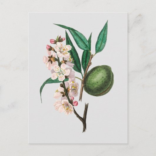 ヴィンテージピンクのアーモンドの花プルーンイラストレーション ポストカード (正面)