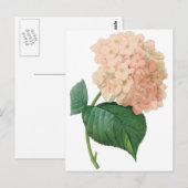 ヴィンテージピンクアジサイ・ホルテンシアフラワーバイルドゥート ポストカード (正面/裏面)