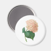 ヴィンテージピンクアジサイ・ホルテンシアフラワーバイルドゥート マグネット (正面/裏面)