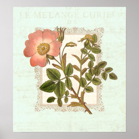 ヴィンテージピンクローズシャビーエレガンス ポスター (正面)