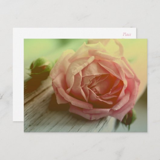 ヴィンテージピンクローズフラワーフローラはがき ポストカード (正面/裏面)