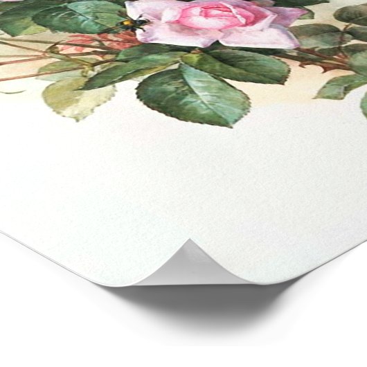 ヴィンテージピンクローズ絵画ズ ポスター (角)