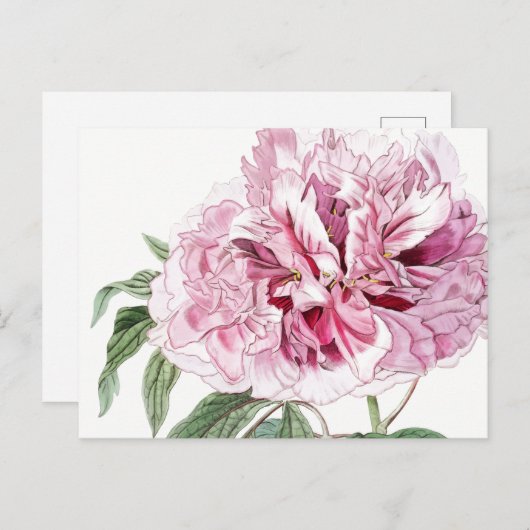 ヴィンテージピンク牡丹はがき ポストカード (正面/裏面)