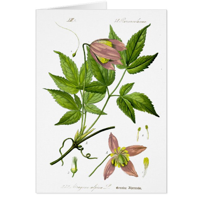 ヴィンテージピンク (正面)