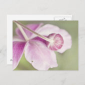 ヴィンテージピンク ポストカード (正面/裏面)