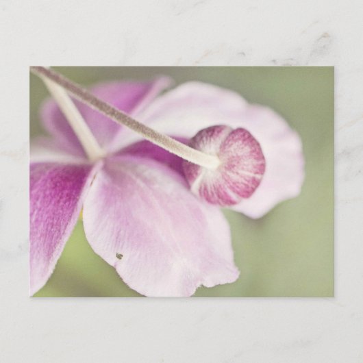 ヴィンテージピンク ポストカード (正面)