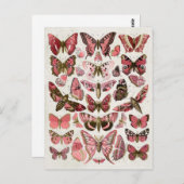 ヴィンテージピンク ポストカード (正面/裏面)