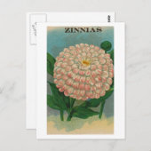 ヴィンテージピンク《植物》百日草シードパケット葉書 ポストカード (正面/裏面)