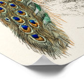 ヴィンテージピーコックイラストレーション ポスター (角)