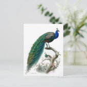 ヴィンテージピーコックイラストレーション ポストカード (スタンド正面)