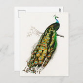 ヴィンテージピーコックイラストレーション ポストカード (正面/裏面)