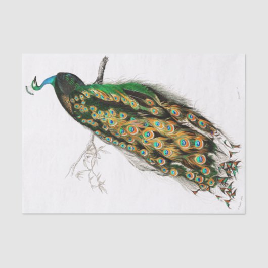 ヴィンテージピーコックティッシュペーパー 薄葉紙 (正面)