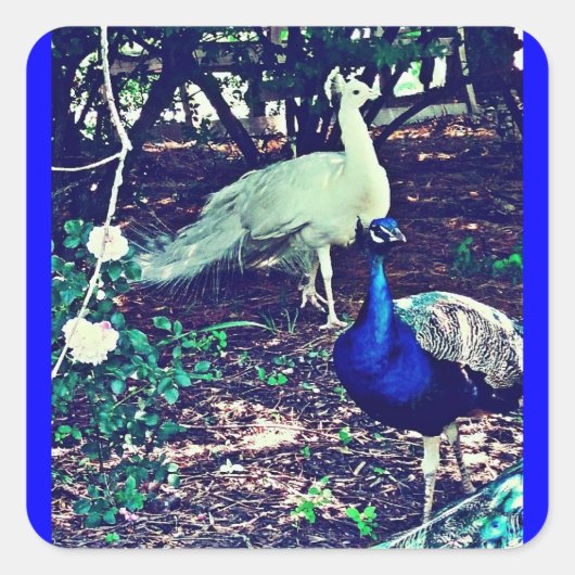 ヴィンテージピーコック スクエアシール (正面)