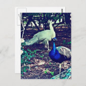 ヴィンテージピーコック ポストカード (正面/裏面)
