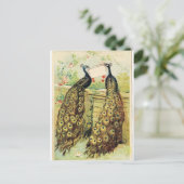 ヴィンテージピーコック ポストカード (スタンド正面)