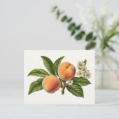 ヴィンテージピーチフルーツブランチと花 ポストカード (スタンド正面)
