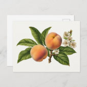 ヴィンテージピーチフルーツブランチと花 ポストカード (正面/裏面)