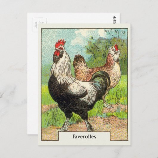 ヴィンテージファヴェロレズチキン ポストカード (正面/裏面)