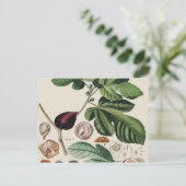 ヴィンテージフィグスボタニカルプリント ポストカード (スタンド正面)