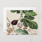 ヴィンテージフィグスボタニカルプリント ポストカード (正面/裏面)