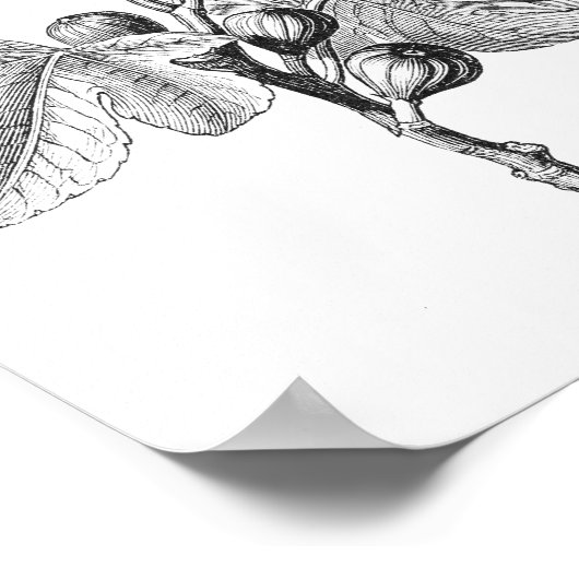 ヴィンテージフィグタニカルイラストレーションポスター ポスター (角)