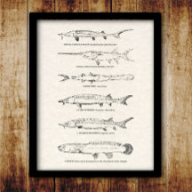 ヴィンテージフィッシュチャート – Sturgeon and Paddlefish