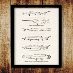 ヴィンテージフィッシュチャート – Sturgeon and Paddlefish ポスター