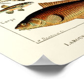 ヴィンテージフィッシュバイアドルフミロ ポスター (角)