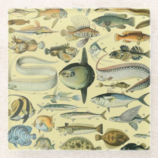 ヴィンテージフィッシュ科学魚釣りアート ガラスコースター (正面)