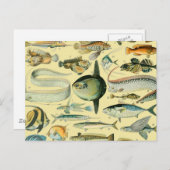 ヴィンテージフィッシュ科学魚釣りアート ポストカード (正面/裏面)