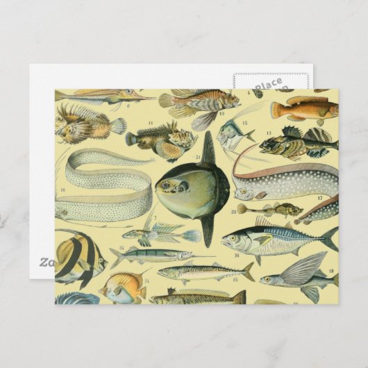 ヴィンテージフィッシュ科学魚釣りアート ポストカード (正面/裏面)